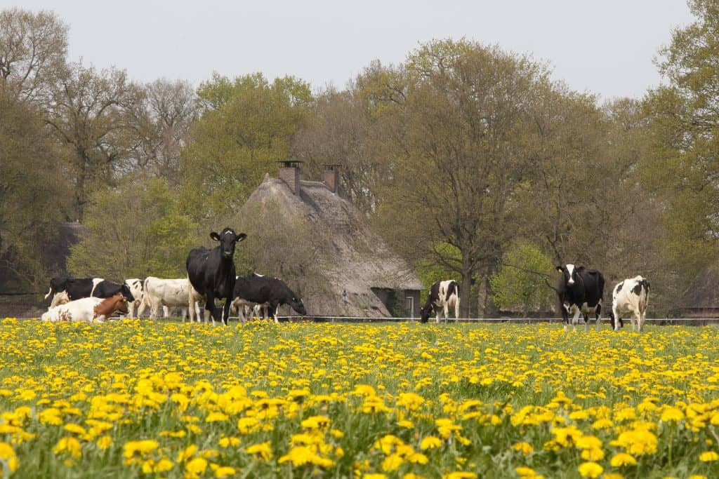 Museumdorp Orvelte - Fietswandelvakantie.nl