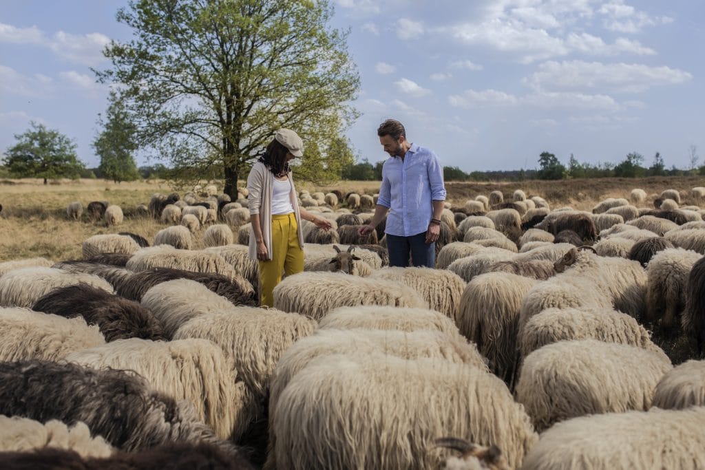 Balloërveld Drenthe - Fietswandelvakantie.nl