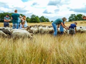 Schaapskudde Exloo - Fietswandelvakantie.nl