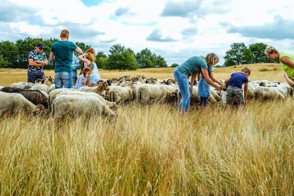 Schaapskudde Exloo - Fietswandelvakantie.nl