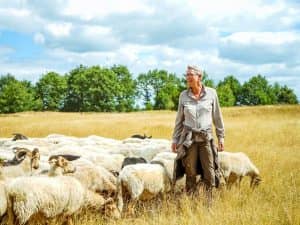 Schaapskudde Exloo - Fietswandelvakantie.nl