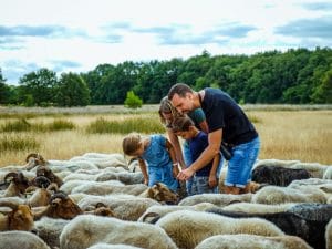 Schaapskudde Exloo - Fietswandelvakantie.nl