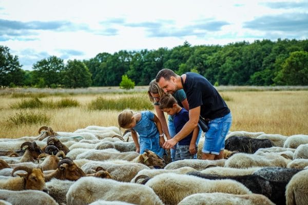 Schaapskudde Exloo - Fietswandelvakantie.nl