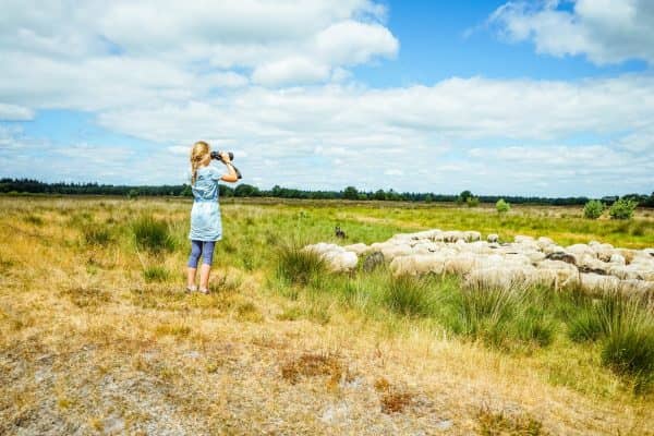 Schaapskudde Exloo - Fietswandelvakantie.nl