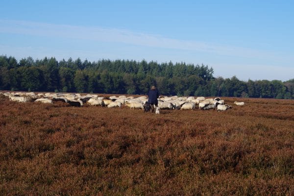 Schaapskudde Exloo met herder - Fietswandelvakantie.nl