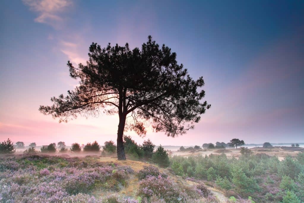 Prachtige heidevelden - Dwingelderveld