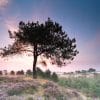 Prachtige omgeving van het Drents-Friese Wold