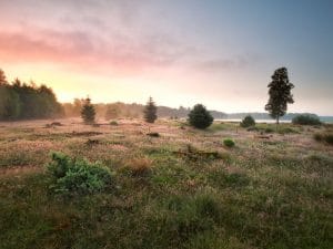 Natuurpark Dwingelderveld - Wandelvakantie Drenthe