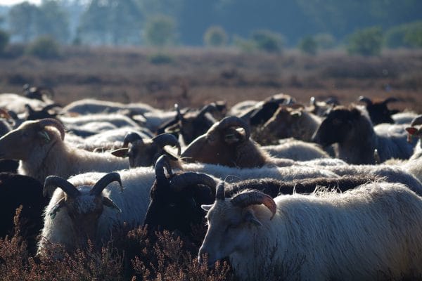 Schaapskudde Exloo - Fietswandelvakantie.nl