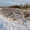 Winterwandeling over het Molenveld bij Exloo