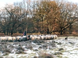 Winter wandeltocht over de Hondsrug Drenthe