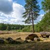 5 - daagse wandelvakantie Drenthe, Hünenweg ofwel Het Hondsrugpad